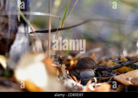 Ein kleiner, robuster Pilzboletus, Nahaufnahme im Wald. Stockfoto