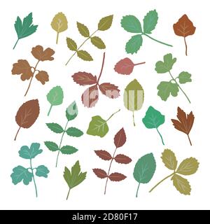 Sammlung von bunten Herbstblättern isoliert auf weißem Hintergrund. Vektorgrafik. Stock Vektor