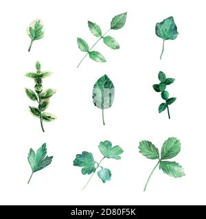 Vector Sammlung von Aquarell Herbst Blätter isoliert auf weißem Hintergrund. Stock Vektor