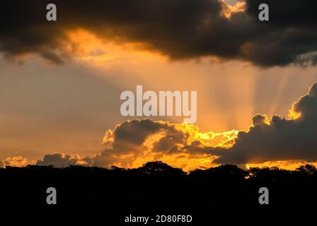 Sonnenuntergang in den Bäumen silhouetted Stockfoto