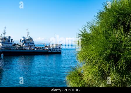 Drapetsona, Hafen Piräus, Griechenland. Festgemacht Frachtschiff im Mittelmeer. Teil von immergrünen Kiefern unter griechischem blauem Himmel Hintergrund. Stockfoto