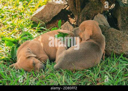 Brüder Hunde schlafen im Garten Stockfoto