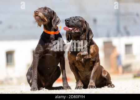 Porträt eines deutschen Kurzhaarpointer-Hundes Stockfoto