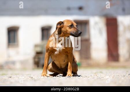 Porträt eines deutschen Kurzhaarpointer-Hundes Stockfoto