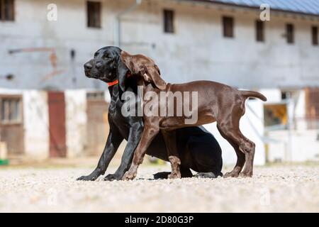 Porträt eines deutschen Kurzhaarpointer-Hundes Stockfoto