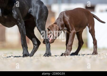 Porträt eines deutschen Kurzhaarpointer-Hundes Stockfoto