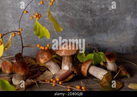 Künstlerische Komposition von frischen Steinpilzen auf grauem Hintergrund. Birkenzweig, orangefarbene Beeren und gefallene Blätter. Studioaufnahme, Herbstkonzept. Stockfoto