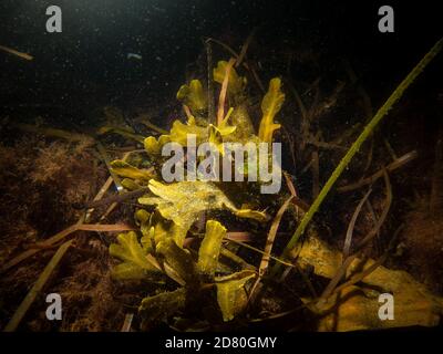 Bild eines Blasenracks oder Fucus vesiculosus eine gewöhnliche Seegras Incold nördlichen Gewässern. Bild aus Oresund, Malmö, Südschweden Stockfoto