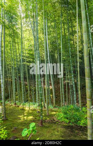 Kyoto, Japan, Asien - 4. September 2019 : Blick auf den Arashiyama Bamboo Grove Stockfoto