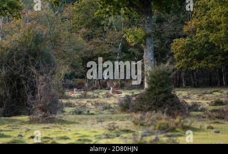 Hirsch und Rothirsch (Cervus elaphus) während der Herbstsaison Anfang Oktober 2020, New Forest, Hampshire, England, Großbritannien Stockfoto