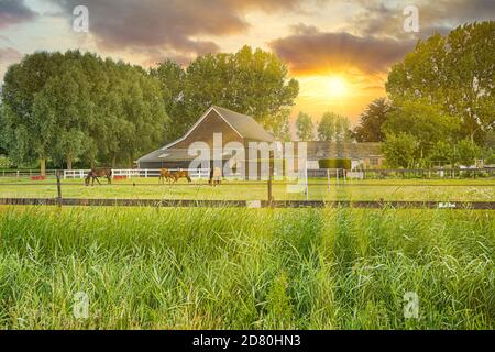 Sonnenuntergang über landwirtschaftlicher Landschaft mit Bauernhof und Pferden in einem Pferdebox in Hintergrundbeleuchtung mit Hintergrund von warmen diffusem Orange Licht mit Sonnenstrahlen von s Stockfoto