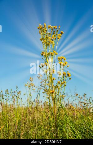 Nahaufnahme der einsamen Perennial Sowthistle, Sonchus arvensis, im Feld aufgenommen von niedriger Sicht gegen die Sonne mit Sonnenstrahlen gegen klaren blauen Himmel Stockfoto