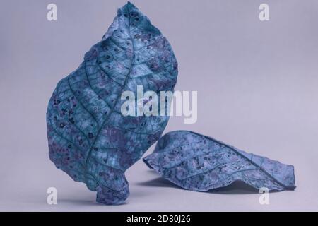 Schöne verblasste alte Blätter in blauem Licht. Minimalismus im Herbststil. Hintergrund Muster für Design. Stockfoto