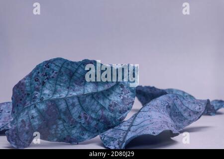 Schöne verblasste alte Blätter in blauem Licht. Minimalismus im Herbststil. Hintergrund Muster für Design. Stockfoto