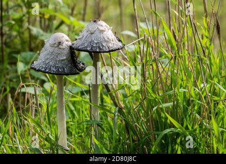 Zottelige Tintenkappen, auch Juristen-Perücken oder zottelige Mähne oder der Coprinus comatus Pilz im Herbstwald in holland im Herbst im Nationalpark de biesbosch Stockfoto