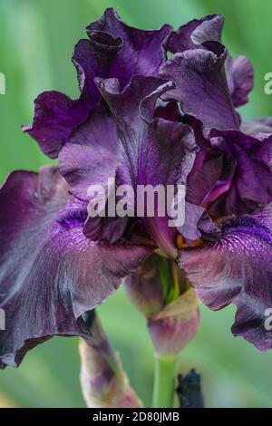 Dunkelblau violett große bärtige Iris 'Superstition' in voller Blüte Stockfoto