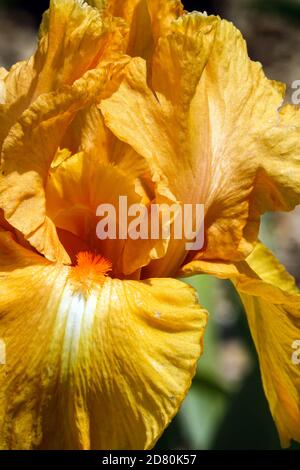 Orange hohe Bartlilsenblüte „Fresno Frolic“ im späten Frühjahr Stockfoto
