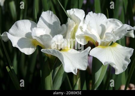 Weiße Iris sibirica Blume 'Cempswell Happiness' Weiße Blumen Sibirische Iris, weiße Iris sibirica Blumen Stockfoto