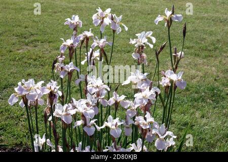 Weiße Iris sibirica „hohe Warte“ sibirische Iris Gartenblumen Sibirica Stockfoto