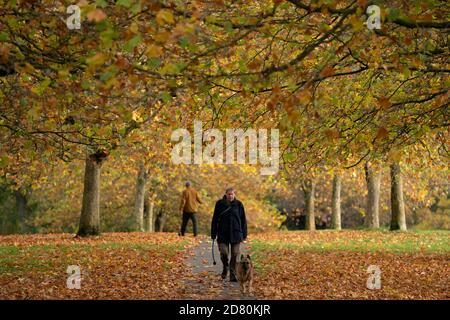 Liverpool, Großbritannien. Oktober 2020. Im Sefton Park in Liverpool, Großbritannien, wird ein Hundespaziergänger unter den Herbstblättern gesehen. Kredit: Jon Super/Alamy Live Nachrichten. Stockfoto