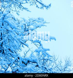 Baumzweige mit viel Schnee in der Nähe Winter Stockfoto