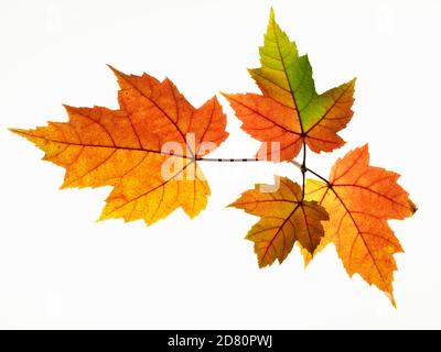 Ahornblatt Übergang in Herbstfarben Stockfoto