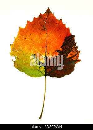Quaking Apen Blatt Übergang in Herbstfarben. Populus tremuloides Stockfoto