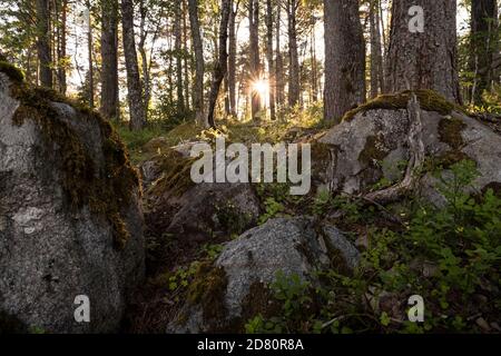 Schöne, abendliche Waldlandschaft. Große Steine in Moos und Bäume bei Sonnenuntergang. Stockfoto