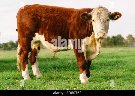 Kuh schaut auf Kamera im Feld auf dem Bauernhof. Horizontale Komposition, Kopierbereich, Vollformat, Farbfoto. Stockfoto