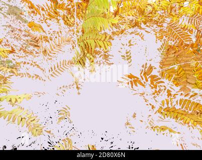 Digitale Illustration aus Skizze der Herbstfarnblätter. Kopierbereich, weißer Hintergrund, horizontale Komposition. Stockfoto