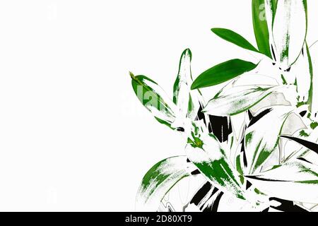 Digitale Illustration der Skizze der tropischen Pflanze auf weißem Rahmen Hintergrund mit Kopieplatz. Horizontale Zusammensetzung. Stockfoto