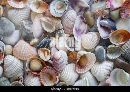 Kleine Seesteine und verschiedene Muscheln aus der Nähe Stockfoto