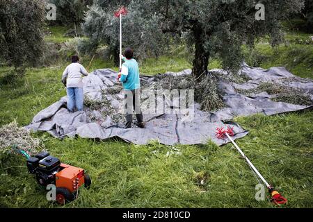 Olivenernte in Kalamata, Peloponnes, südwestliche Griechenland. Stockfoto