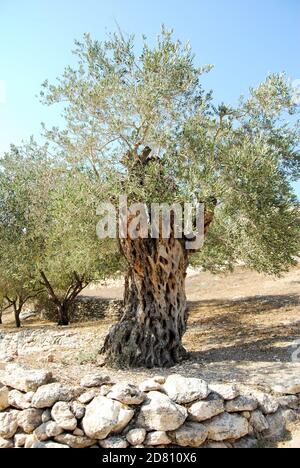 Olivenbaum in Bethlehem Israel Stockfoto