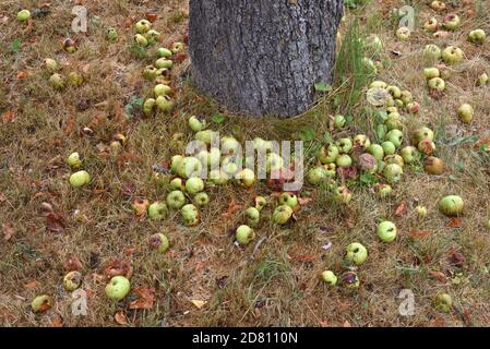 Windfall Äpfel auf dem Boden unter altem Apfelbaum und Obstgarten Stockfoto