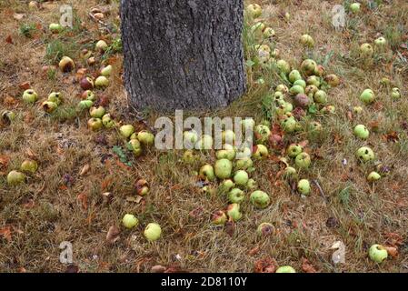 Windfall Äpfel auf dem Boden unter altem Apfelbaum und Obstgarten Stockfoto