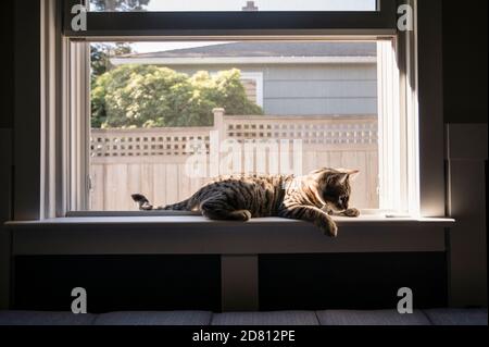 Eine Tabby Katze auf einer Fensterbank in Seattle, WA Stockfoto