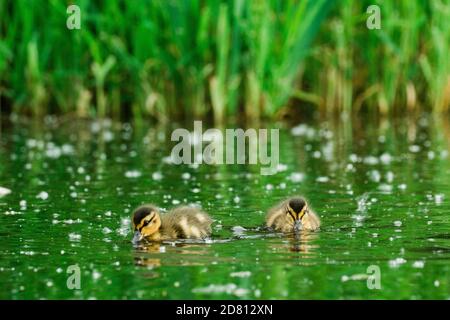 Gerade auf dem Blick von zwei jungen Enten, die Wasser trinken Ein Teich Stockfoto