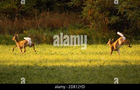 Zwei Weißschwanzhirsche fliehen durch offenes Feld für Deckung zu Bäume Stockfoto