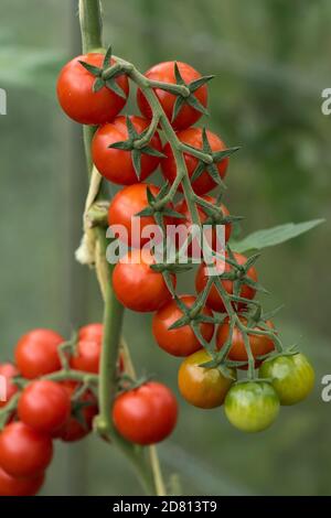 Gewächshaus angebaut Kirschtomaten Sorte "Sweet Million" reifen roten und grünen Früchten auf Traversen, Berkshire, August Stockfoto