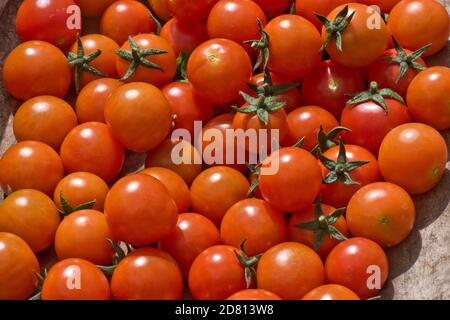 Kirschtomaten aus Gewächshaus Sorte 'Sweet Million' leuchtend rot geerntete Kirschtomaten in einem Trug nach der Ernte, Berkshire, August Stockfoto