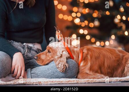 Portrait von niedlichen Hund drinnen in festlichen weihnachten dekorierten Raum Mit seiner Besitzerin Stockfoto