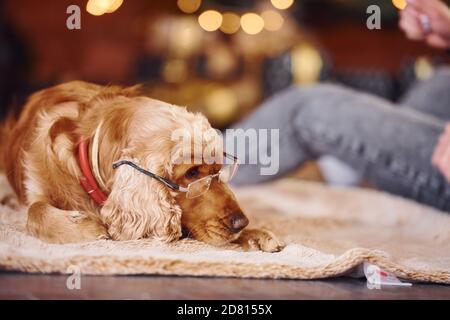 Portrait von niedlichen Hund in Brillen drinnen in festlichen weihnachten Dekoriertes Zimmer mit seiner Besitzerin Stockfoto