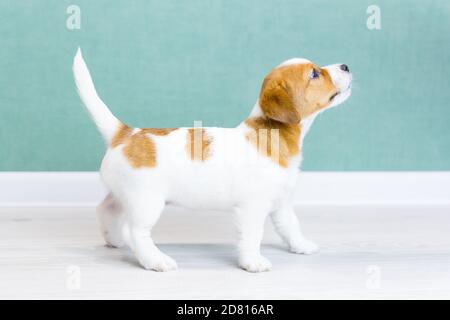 Ein schöner weißer Welpe Jack Russell Terrier mit braunen Flecken steht seitlich in einem Gestell, blickt auf einen weiß-grünen Hintergrund. Das Konzept des Hund trai Stockfoto