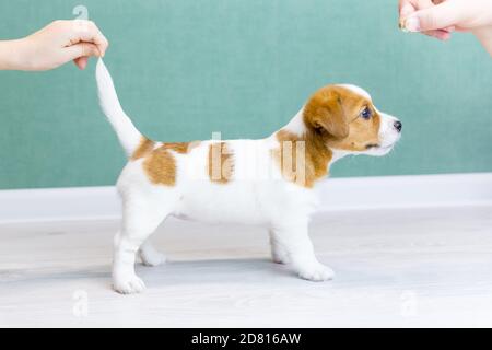 Ein schöner weißer Jack Russell Terrier Welpe mit braunen Flecken steht seitlich in einem Rack. Menschliche Hände halten den Schwanz des Welpen und Hundefutter. Das Konzept o Stockfoto