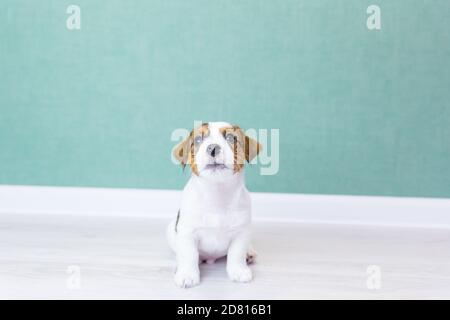 Schöne weiße Jack Russell Terrier Welpen mit braunen Flecken sitzt, schaut auf, auf einem weißen Boden vor dem Hintergrund einer grünen Wand.Dog Training, Vorbereitung Stockfoto