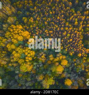 Luftaufnahme des farbigen Waldes im Herbst. Schöner Herbstwald mit gelben Bäumen. Draußen, Blätter. Stockfoto