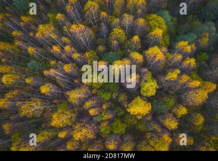 Luftaufnahme des farbigen Waldes im Herbst. Schöner Herbstwald mit gelben Bäumen. Draußen, Blätter. Stockfoto