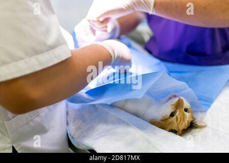 Closeup Bild Katze auf dem Operationstisch und Veterinärchirurgie. Katze Bauchchirurgie in der Tierklinik Stockfoto