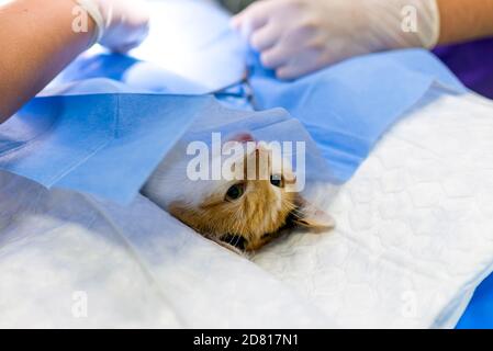 Closeup Bild Katze auf dem Operationstisch und Veterinärchirurgie. Katze Bauchchirurgie in der Tierklinik Stockfoto